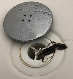 Remove Hair From Shower Drain