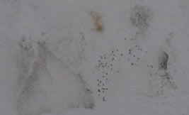 Black Spots On Drywall